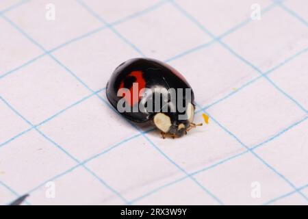 Harmonia axyridis Familie Coccinellidae Gattung Harmonia asiatischer Marienkäfer wilde Natur Insektentapete, Bild, Fotografie Stockfoto