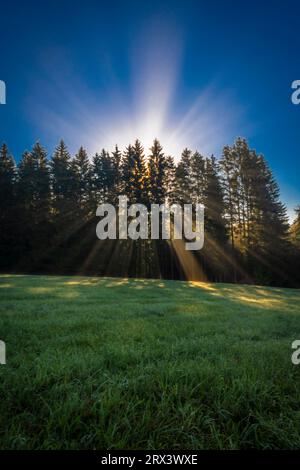 Licht- und Schattenstrahl im grünen Fichtenwald bei Horschlag in Österreich Stockfoto