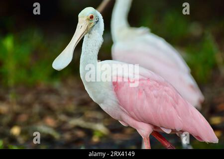 Ein paar Rosenlöffelvögel (Platalea ajaja), die in flachem Wasser auf Ambergris Caye, Belize, waten. Stockfoto