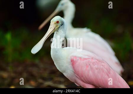 Ein paar Rosenlöffelvögel (Platalea ajaja), die in flachem Wasser auf Ambergris Caye, Belize, waten. Stockfoto