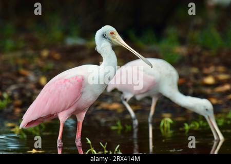 Ein paar Rosenlöffelvögel (Platalea ajaja), die in flachem Wasser auf Ambergris Caye, Belize, waten. Stockfoto