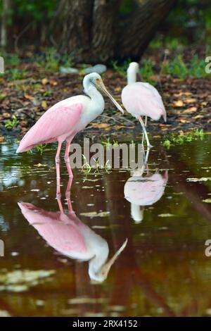 Ein paar Rosenlöffelschnabel (Platalea ajaja) spiegeln sich im flachen Wasser auf Ambergris Caye, Belize. Stockfoto