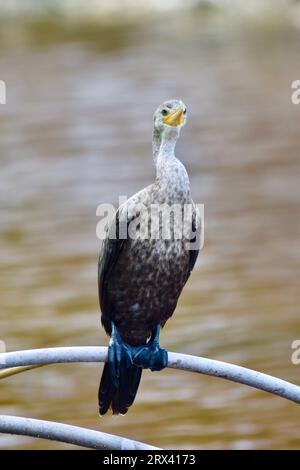 Ein einsamer neotroper Kormoran, alias Olivaceous Cormoran (Nannopterum brasilianum), vor einem Hintergrund des Wassers auf Ambergris Caye, Belize. Stockfoto