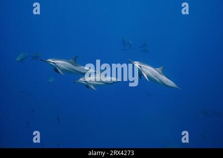 Hawaiianische Spinnerdelfine oder Grauen Spinnerdelfine, Stenella longirostris longirostris, Honokohau, North Kona, Hawaii ( The Big Island ), USA Stockfoto