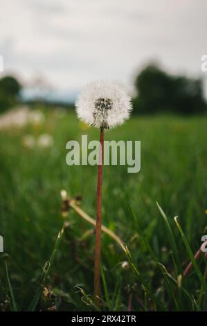 Flauschiger weißer Löwenzahn am Ende der Saison in Wiese mit grünem Gras. Das vertikale Foto des blühenden Löwenzahns in der Natur wächst aus dem grünen Gras. Stockfoto