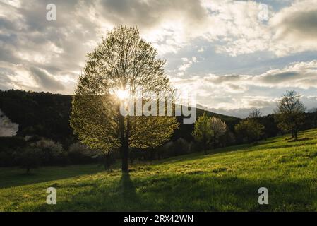 Wunderschöner blühender Baum auf einer Wiese mit Hügel und mehrere Bäume im Hintergrund bei Sonnenuntergang. Sonnenstrahlen, die durch die Baumkrone strahlen - horizontales Foto. Stockfoto
