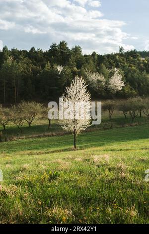 Weiß blühender Obstbaum auf grüner Wiese im Sonnenuntergang - vertikales Foto. Blütezeit im Park mit blauem bewölktem Himmel und Sonnenlicht. Warme B-Töne Stockfoto