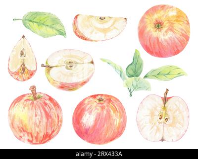 Clipart handbemalte rote Äpfel und grüne Blätter. Aquarell botanische Illustration isoliertes Element auf weißem Hintergrund. Kunst für das Design von Lebensmitteln, Logo Stockfoto