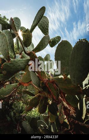 Vertikales Foto - Nahaufnahme von Opuntia microdasys Engelsflügeln oder Hasenohren Kakteen in wilder Natur mit Hügeln im Hintergrund. Stockfoto