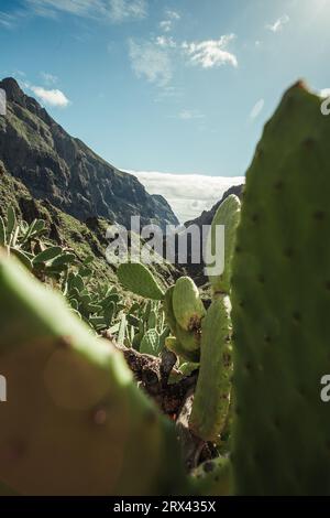 Vertikales Foto - Nahaufnahme von Opuntia microdasys Engelsflügeln oder Hasenohren Kakteen in wilder Natur mit Hügeln im Hintergrund. Stockfoto