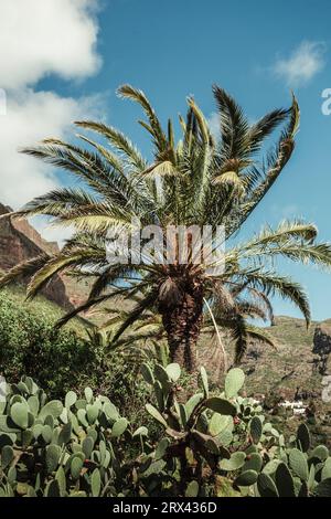Vertikales Foto einer grünen Palme mit Hügeln und Felsen im Hintergrund. Tropische Palme bei windigem Wetter an sonnigen Tagen. Stockfoto