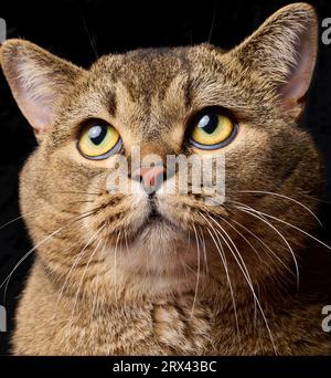 Porträt einer erwachsenen grauen schottischen Straiohrkatze vor schwarzem Hintergrund, Tier schaut nach oben Stockfoto