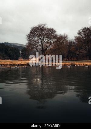 Dramatisches Bild eines wunderschönen stimmungsvollen Sees (Teich) mit einem großen Baum und einer Wiese im Hintergrund. Moody Shot von Baum im Park im Winter mit Enten auf dem sur Stockfoto