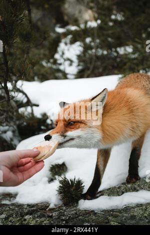 Frau Touristen, die schönen Pelzfuchs in schneebedecktem Wald füttert. Niedlicher Orangenfuchs mit Nadelzweigen- Tierkonzept. Stockfoto