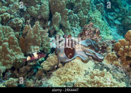 Tagesoktopus, der auf dem Korallenriff jagt, spült weiß, während er sich zwischen den Armen ausdehnt, um Beute zu fangen; manybar-Ziegenfische hofft, entflohene zu ergreifen, Hawaii Stockfoto