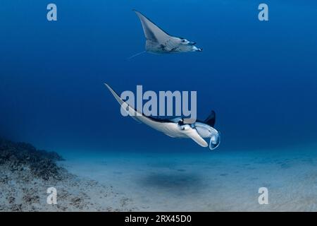 Reef Mantas, Mobula alfredi ( vormals Manta alfredi, M. birostris ), Keauhou Bay, South Kona, Hawaii Island ( The Big Island ), Hawaii, USA Stockfoto