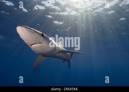 Blauhai, Prionace glauca, mit kleinen Parasiten auf Gesicht und Vorderseite, vor Cabo San Leucas, Baja California Sur, Mexiko, östlicher Pazifik Stockfoto