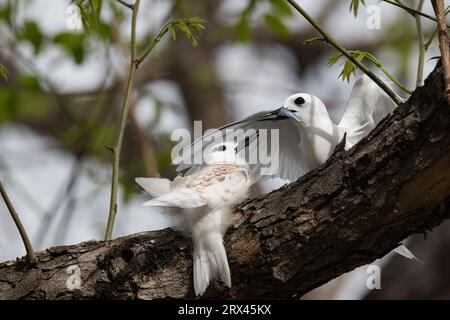 Weiße Seeschwalbe, Gygis alba, Eltern (rechts), die große Küken mit kleinen Fischen füttern (links), Ala Moana Beach Park, Honolulu, Oahu Island, Hawaii, USA Stockfoto