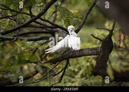 Ein Paar weiße Seeschwalben oder Fépenseeschwalben, Gygis alba, Kapiolani Blvd., Honolulu, Oahu Island, Hawaii, USA ( zentraler Pazifik ) Stockfoto