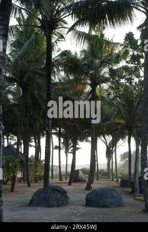 Vertikales Foto eines malerischen Palmenhains am Meeresufer von Bali. Stockfoto
