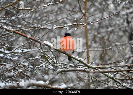 Ein Bullfinch (Pyrrhula pyrrhula) auf einem verschneiten Ast im Winter. Nordwales, Großbritannien Stockfoto