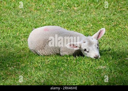 Ein süßes verschlafenes junges Lamm auf einem Feld in Nordwales, Großbritannien Stockfoto