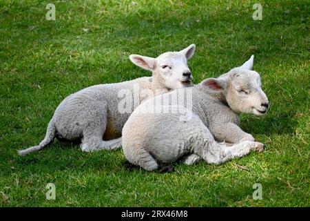 Zwei verschlafene Lämmer auf einem Feld an einem heißen Tag in Nordwales, Großbritannien Stockfoto