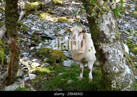 Ein walisisches Bergschaf, das die Kamera von einem Baum in einem Wald in Nordwales, Großbritannien, aus betrachtet Stockfoto