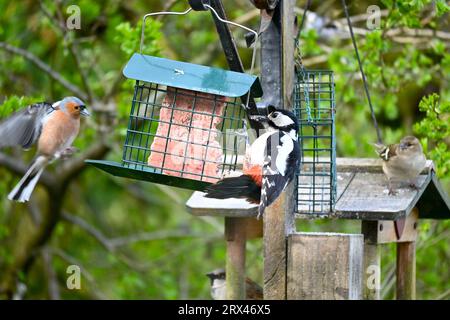 Ein toller Fleckenspecht und ein paar Disteln essen einen Suet Block in einem Garten. Nordwales, Großbritannien Stockfoto