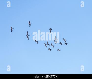 Lompoc, CA, USA – 19. September 2023: Eine Herde von Braunpelicanen (Pelecanus occidentalis) fliegt die Küste im Jalama Beach County Park in Lompoc. Stockfoto