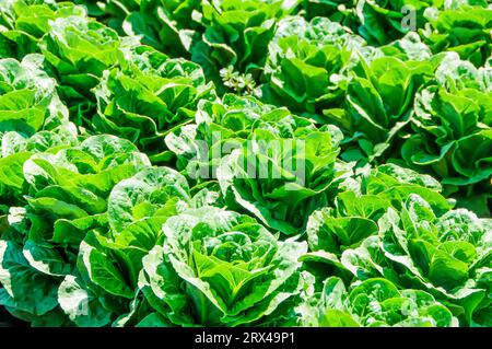Salat im Feld wachsen Stockfoto