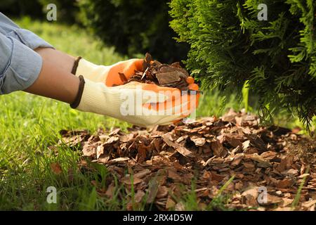 Frau, die Erde mit Rindensplittern im Garten Mulcht, Nahaufnahme Stockfoto