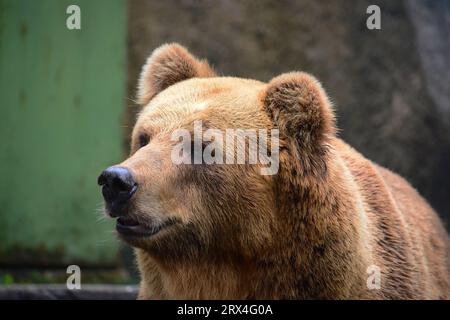 Brown Bear, Dehiwala National Zoological Park, Sri Lanka Stockfoto