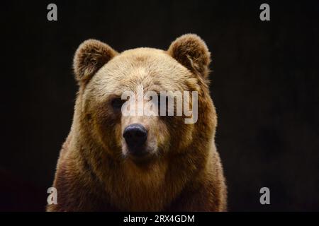 Brown Bear, Dehiwala National Zoological Park, Sri Lanka Stockfoto