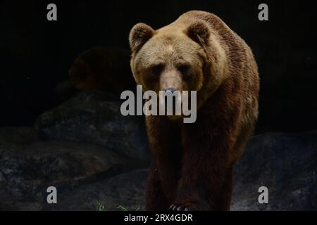 Brown Bear, Dehiwala National Zoological Park, Sri Lanka Stockfoto