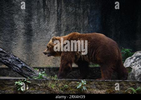 Brown Bear, Dehiwala National Zoological Park, Sri Lanka Stockfoto