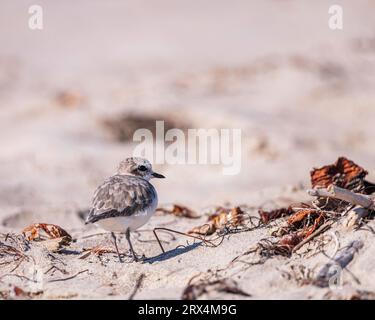 WESTERN Snowy Plover (Charadrius alexandrines nivosus) am Strand im Jalama Beach County Park in Lompoc, CA. Stockfoto