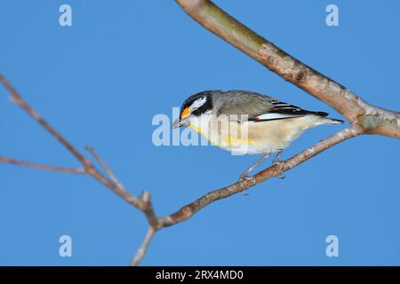 Ein australischer ausgewachsener, männlicher, gestreifter Pardalote-Pardalotus-striatus-Vogel, der auf einem Ast mit einer Mahlzeit im Schnabel in weichem Sonnenlicht am frühen Morgen thront Stockfoto