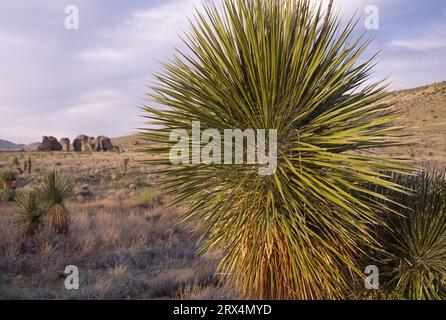 Soaptree yucca, City of Rocks State Park, New Mexico Stockfoto