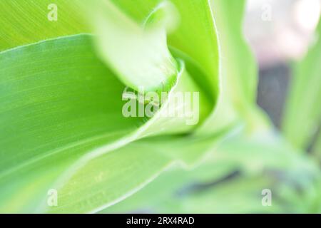 In der Maispflanze versteckt, wartet geduldig eine kleine grüne Spinne auf ihre ahnungslose Beute. Das geheime Raubtier der Natur. Stockfoto