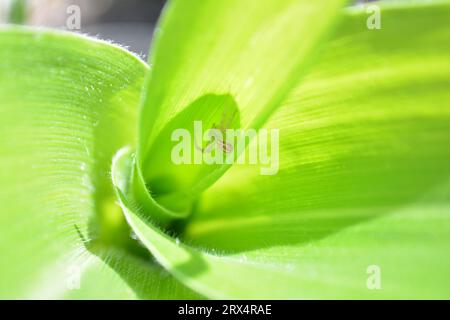 In der Maispflanze versteckt, wartet geduldig eine kleine grüne Spinne auf ihre ahnungslose Beute. Das geheime Raubtier der Natur. Stockfoto