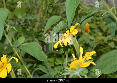 Eine fleißige APIs mellifera (Honeybee) sammelt an einem sonnigen Sommertag Nektar und Pollen aus den lebhaften Blütenblättern einer Helianthus annuus (Sonnenblume) Stockfoto