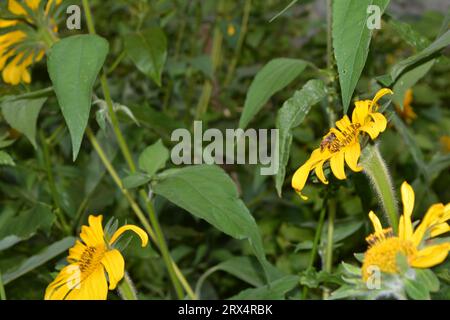 Eine fleißige APIs mellifera (Honeybee) sammelt an einem sonnigen Sommertag Nektar und Pollen aus den lebhaften Blütenblättern einer Helianthus annuus (Sonnenblume) Stockfoto