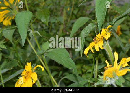 Eine fleißige APIs mellifera (Honeybee) sammelt an einem sonnigen Sommertag Nektar und Pollen aus den lebhaften Blütenblättern einer Helianthus annuus (Sonnenblume) Stockfoto