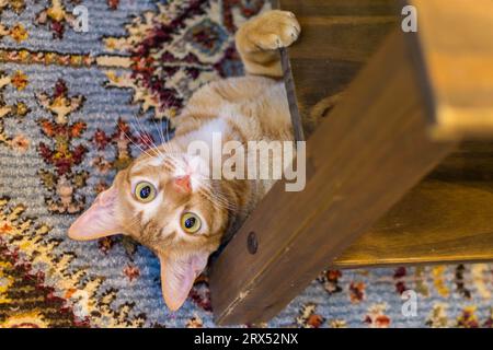 Die orange Katze, die ihren Kopf unter einem Tisch hervorsticht. Stockfoto