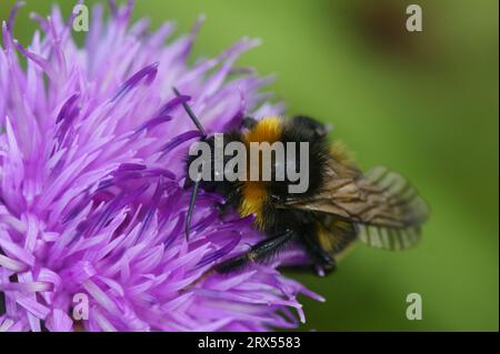 Natürliche Nahaufnahme des Waldes oder vierfarbige Kuckucksbiene, Bombus sylvestris, sitzend auf einer lila Knapalgenblüte Stockfoto