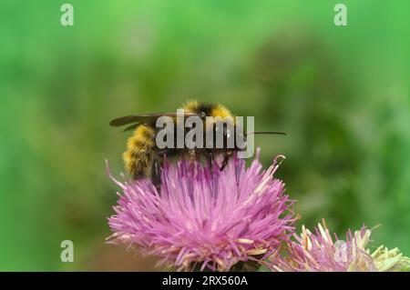 Natürliche Nahaufnahme einer farbenfrohen männlichen gelb-schwarzen Feld-Kuckucksbiene oder Hummel, Bombus campestris auf einer lila Knapalge Stockfoto