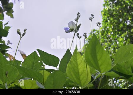 Ein Blick aus einem niedrigen Winkel auf geflügelte Blütenknospen aus Bohnenreben, die erhöht und bereit zur Blüte sind Stockfoto