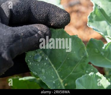 Hand mit Gartenhandschuhen, die eine Gemüsepflanze zeigen, die im Garten wächst Stockfoto