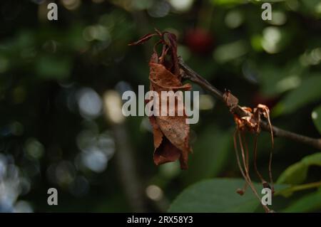 Ein getrocknetes Blatt mit einem unscharfen Hintergrund aus Kirschfrüchten und -Blättern Stockfoto
